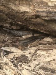 Plestiodon laticeps