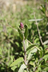 Salvia officinalis