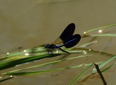 Calopteryx xanthostoma
