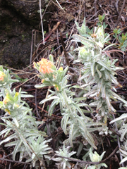 Castilleja foliolosa