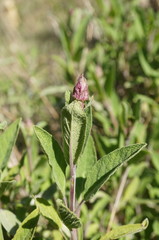 Salvia officinalis