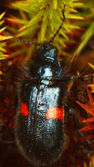 Astylus aulicus