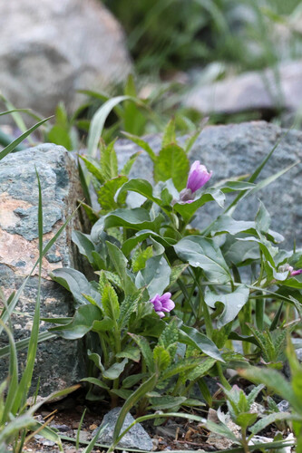 Physochlaina physaloides, photograph 5