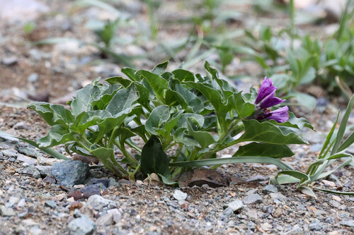 Physochlaina physaloides, photograph 4