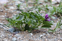 Physochlaina physaloides, photograph (c) Tom Field, some rights reserved (CC BY)