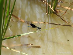 Calopteryx xanthostoma