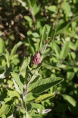 Salvia officinalis