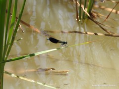 Calopteryx xanthostoma