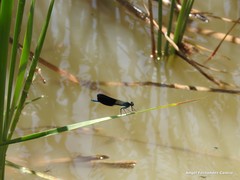 Calopteryx xanthostoma