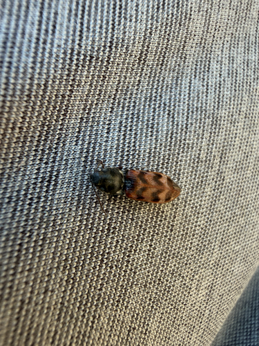 iNaturalist observation photo of Prosternini