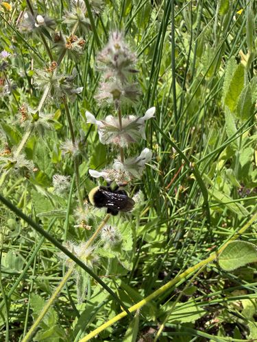 iNaturalist observation photo of Yellow-faced Bumble Bee