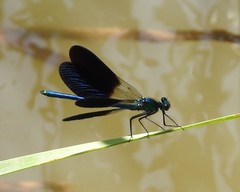 Calopteryx xanthostoma