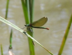 Calopteryx xanthostoma