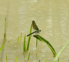 Calopteryx xanthostoma