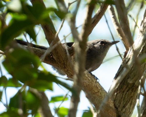 Mato Grosso Antbird (Cercomacra melanaria), photo 1