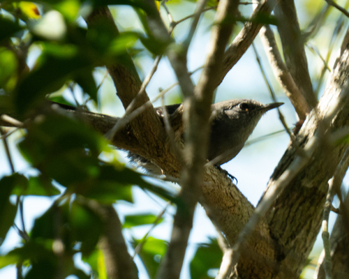 Mato Grosso Antbird (Cercomacra melanaria), photo 2