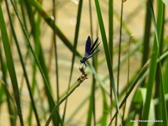 Calopteryx xanthostoma