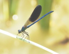 Calopteryx xanthostoma