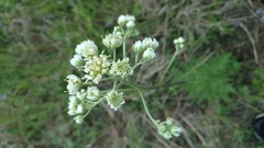Hymenopappus