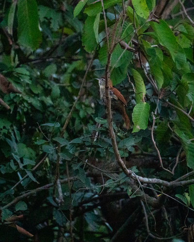 Rusty-backed Spinetail (Cranioleuca vulpina), photo 5