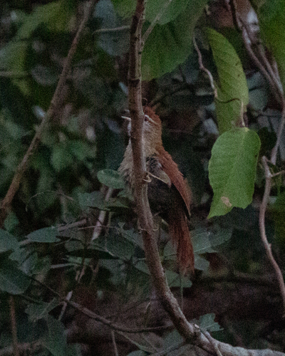 Rusty-backed Spinetail (Cranioleuca vulpina), photo 6