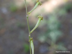 Silene legionensis