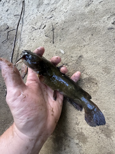 Yellow Bullhead