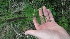 Hymenopappus