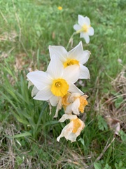 Narcissus