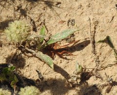 Gluvia dorsalis