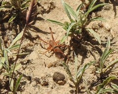 Gluvia dorsalis