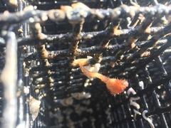 Boltenia villosa