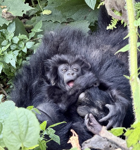 Mountain Gorilla