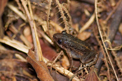 Adenomera hylaedactyla