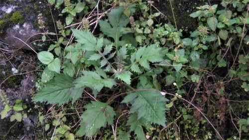 Erechtites valerianifolius iNat (1)