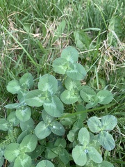 Trifolium pratense