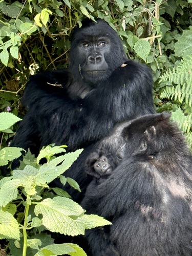 Mountain Gorilla