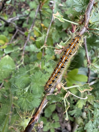 iNaturalist observation photo of Western Tent Caterpillar Moth