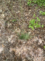 Piptochaetium avenaceum