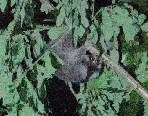 Philippine Slow Loris