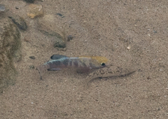 Cyprinodon salinus salinus