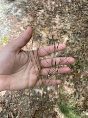 Piptochaetium avenaceum