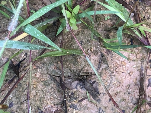 Carinate Locust