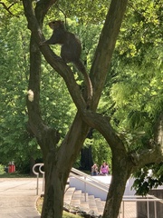 Sciurus carolinensis