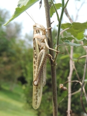 Schistocerca cancellata