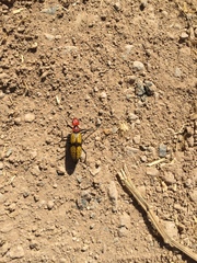Tegrodera aloga