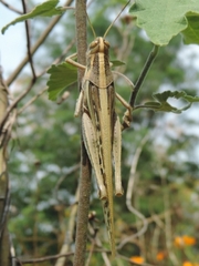 Schistocerca cancellata