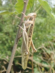 Schistocerca cancellata