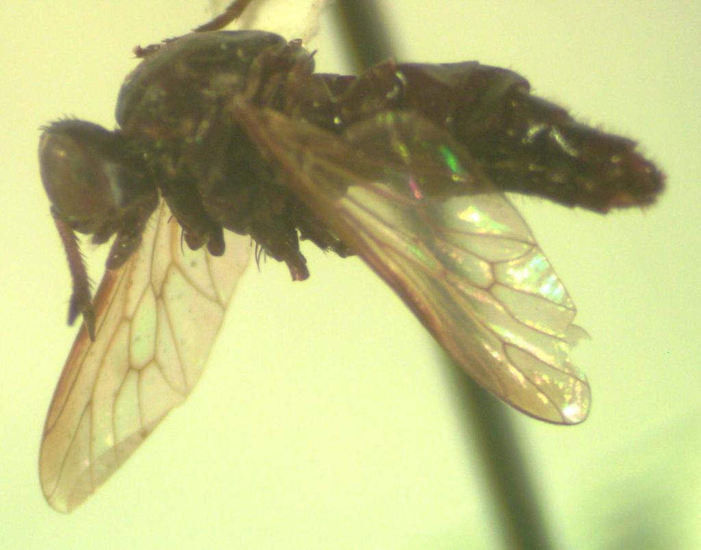 Chromolepida nigra