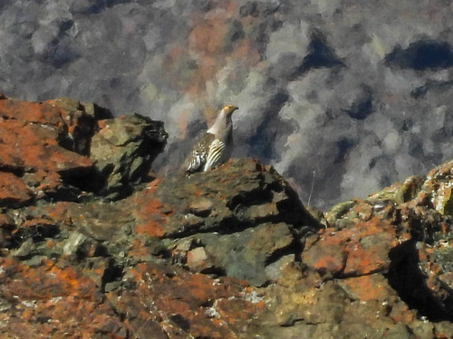 Altai Snowcock (Tetraogallus altaicus), photo 1